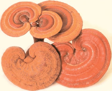 Kdy a jak užívat doplňky typu Reishi a Zinzino? 1 0042 f1