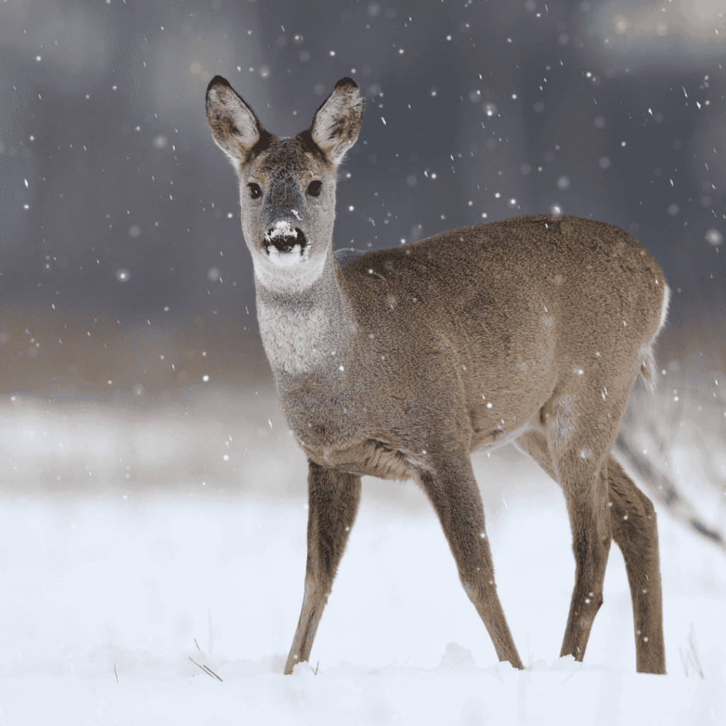 Proč srnky dělají spoustu malých bobků?