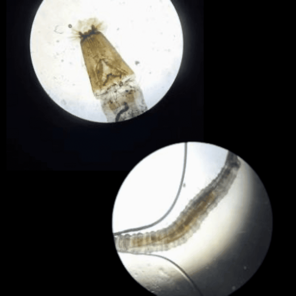 organismus pozorovaný pod mikroskopem