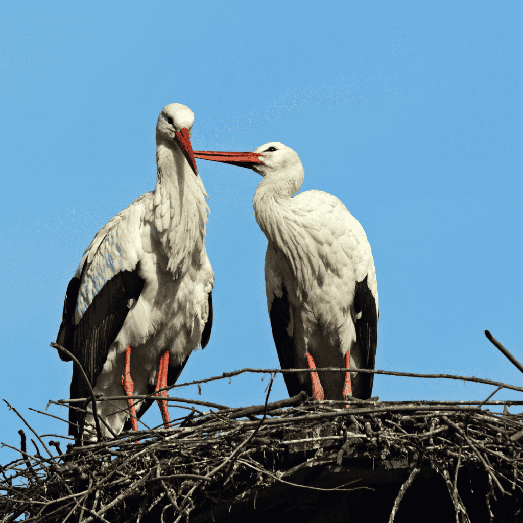 Párují se ptáci „jiných národností“?