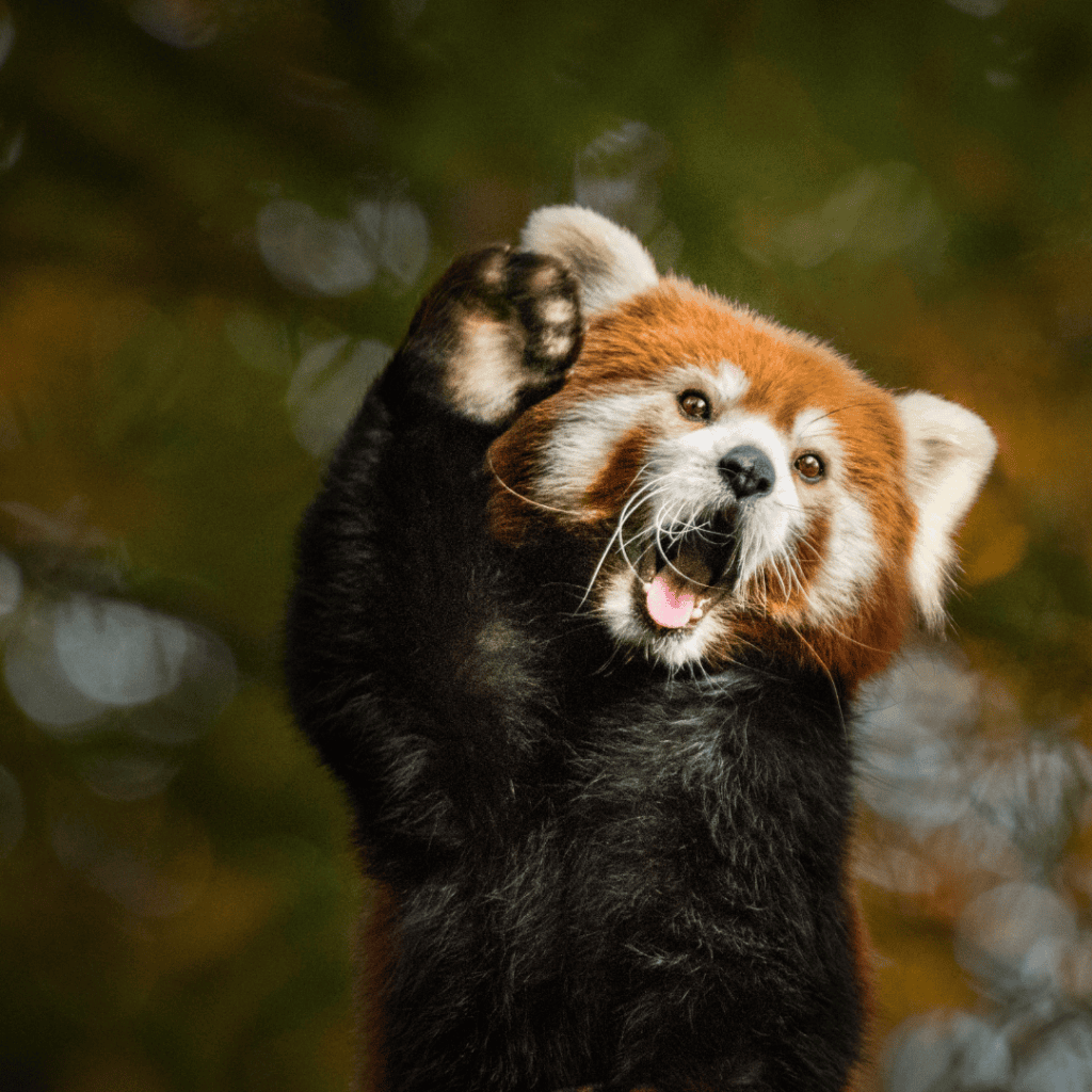 Zdraví se mezi sebou i zvířata?