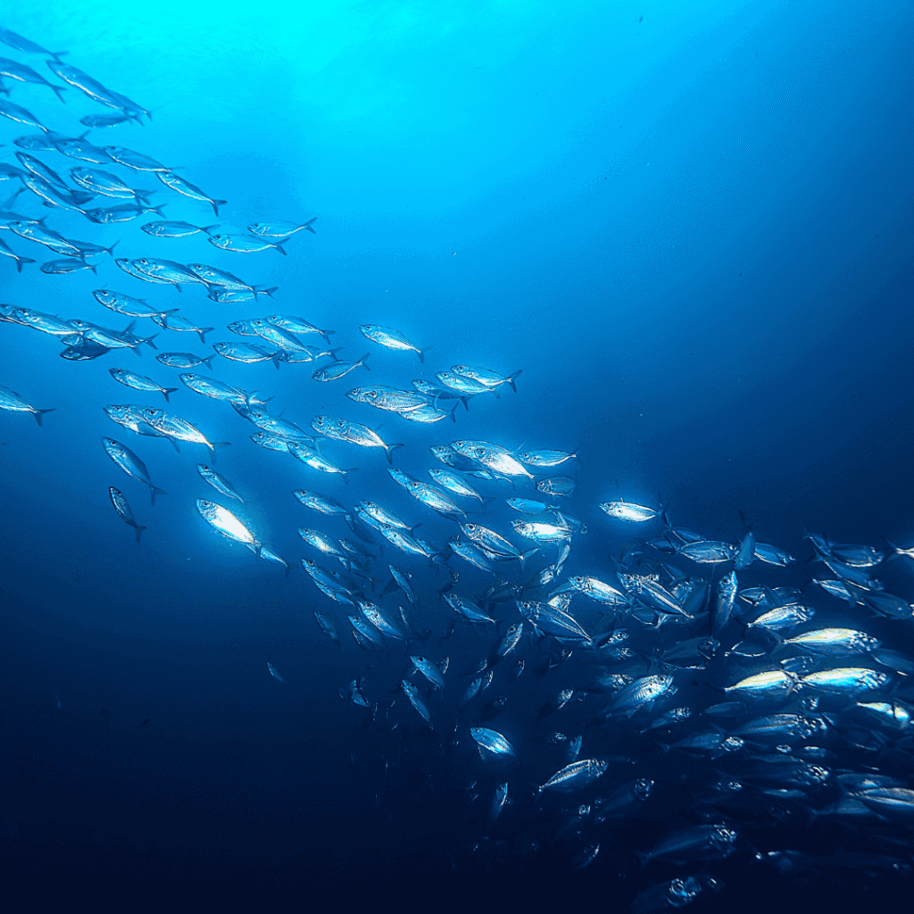 Ryby ve sladké a slané vodě