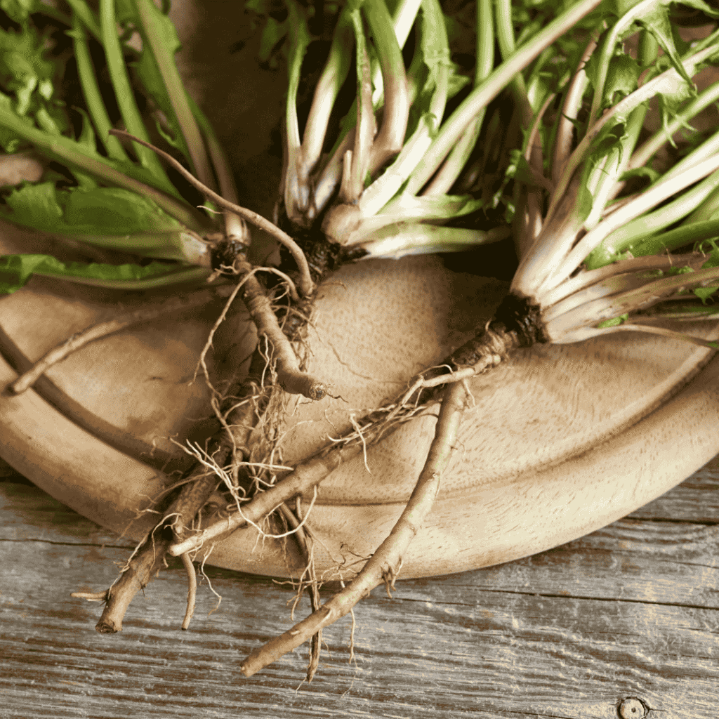 Léčí kořen pampelišky rakovinu?