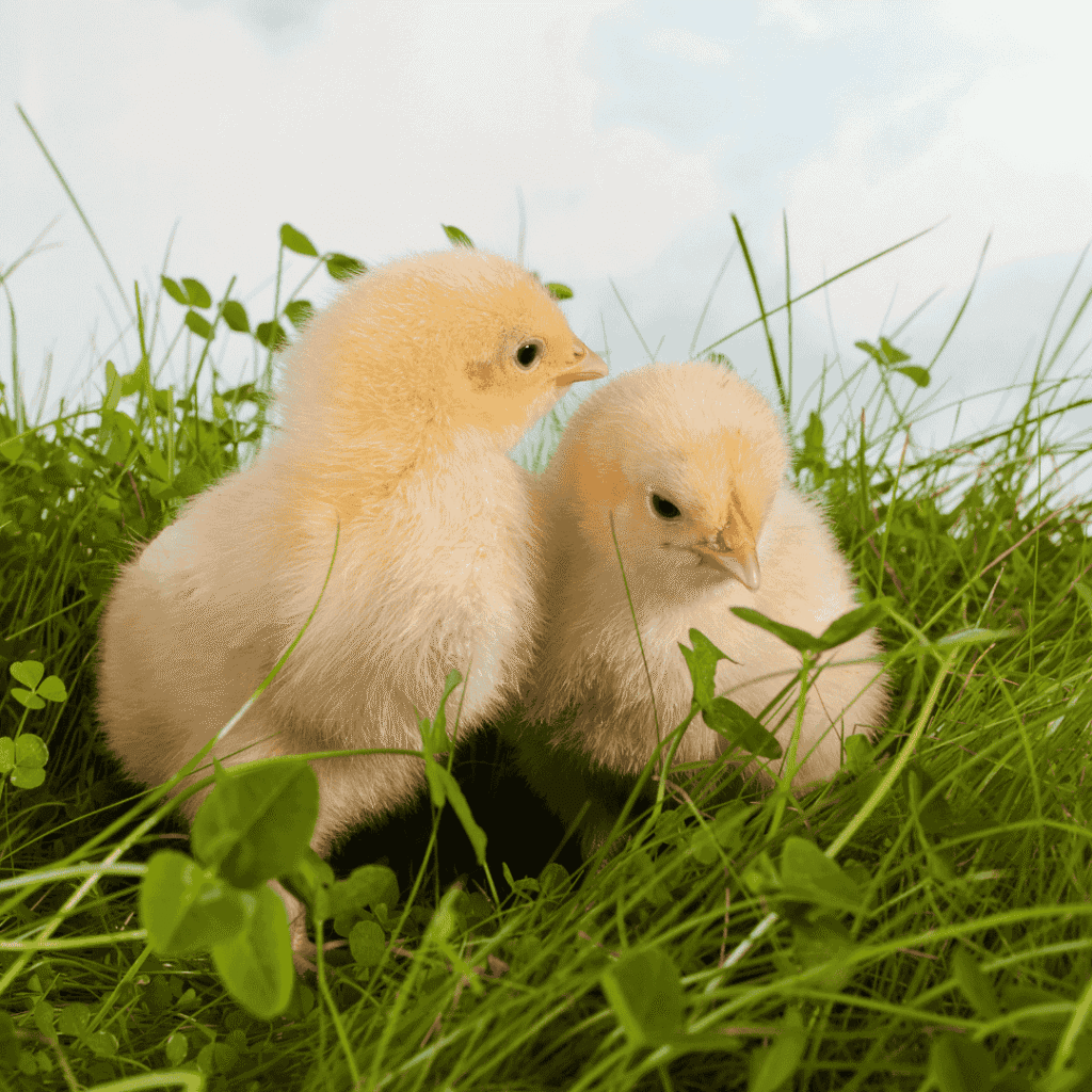 Mohou mít ptáci jednovaječná dvojčata?