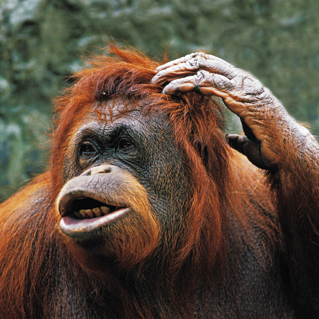 Proč škrábání přináší úlevu?