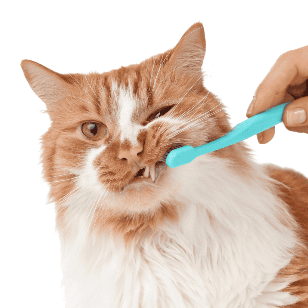 Veterinář ukazuje kočočí chrup