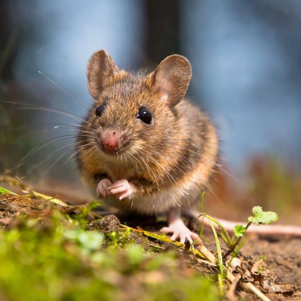 Myší smrt ze stresu