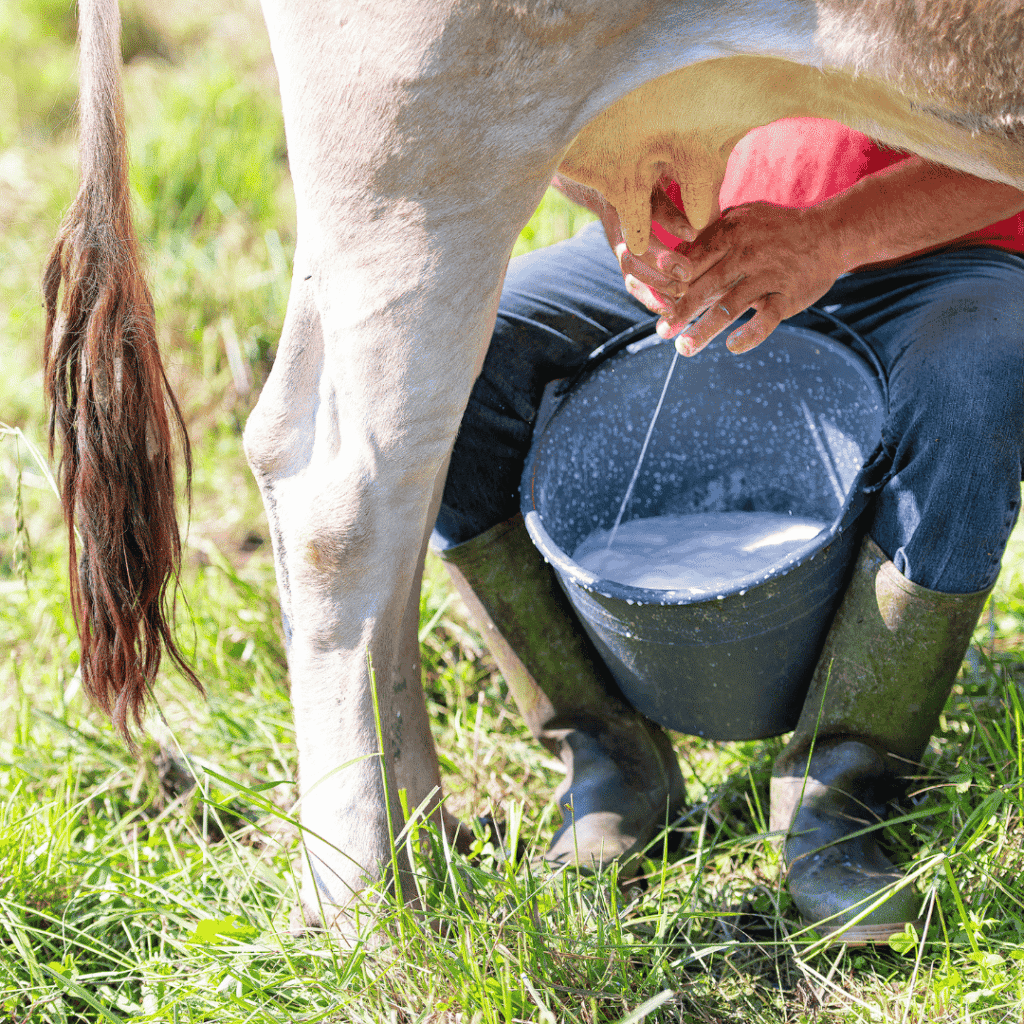 Jak člověka poprvé napadlo podojit krávu a vypít mléko?