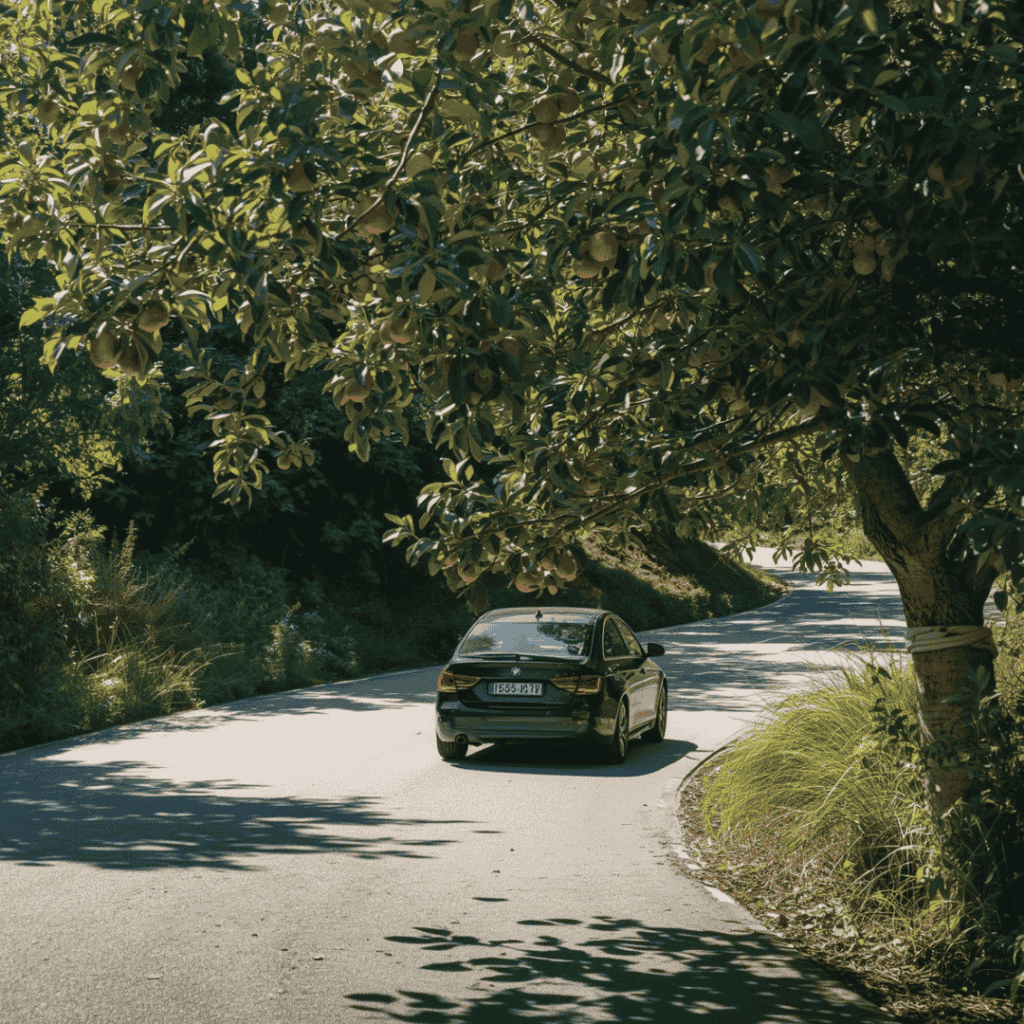 Je zdraví škodlivé konzumovat ovoce rostoucí u silnic?