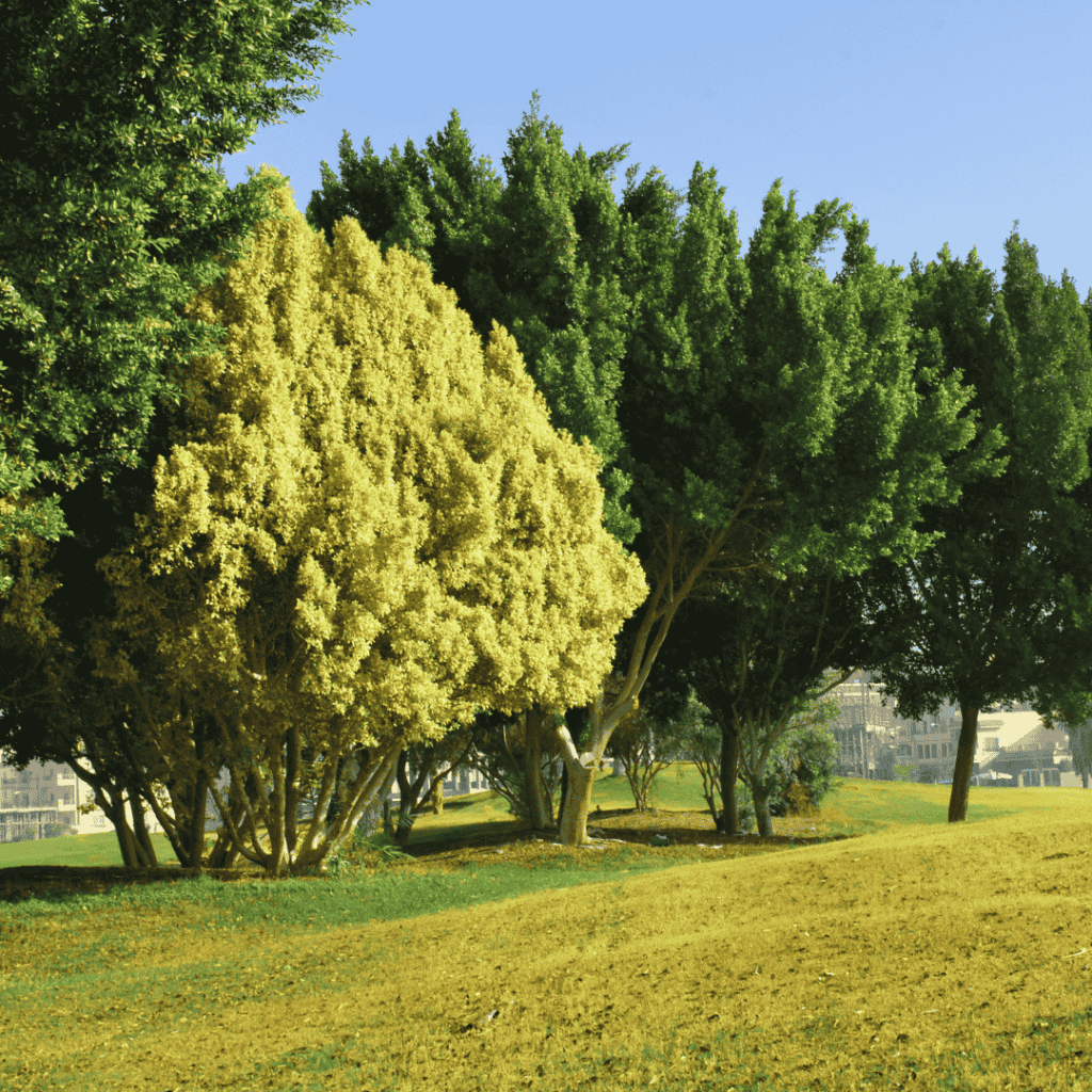 Jaké stromy mají budoucnost?