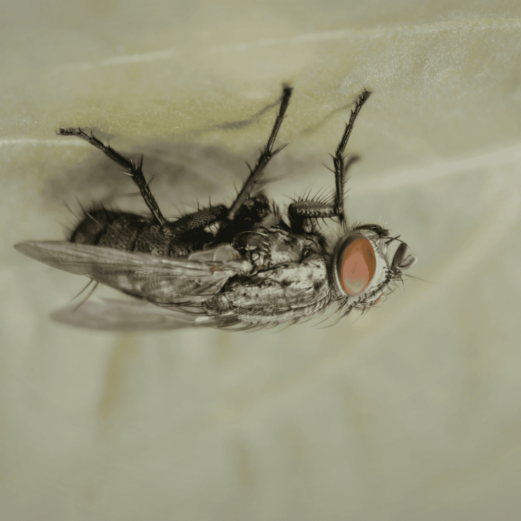 Jak přistává moucha na stropě?